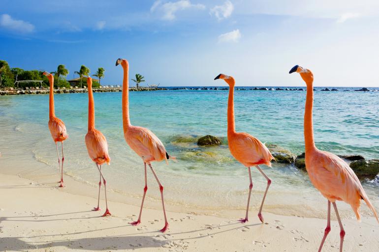 main of Aruba is One of the True Jewels of the Caribbean.